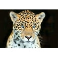 thumbnail image 2 of Head Shot Baby Jaguar Wall Mural by Wallmonkeys Peel and Stick Graphic (24 in W x 16 in H) WM275219, 2 of 4