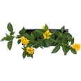 thumbnail image 3 of 3 New Gold Lantanas, Live Plants (Lantana Camara) – Vibrant Golden Blooms, Thriving in 2.5" Nursery Cubes, 3 of 7