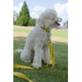 thumbnail image 3 of Country Brook Design&reg; Deluxe Nylon Dog Collar and Leash, 3 of 7