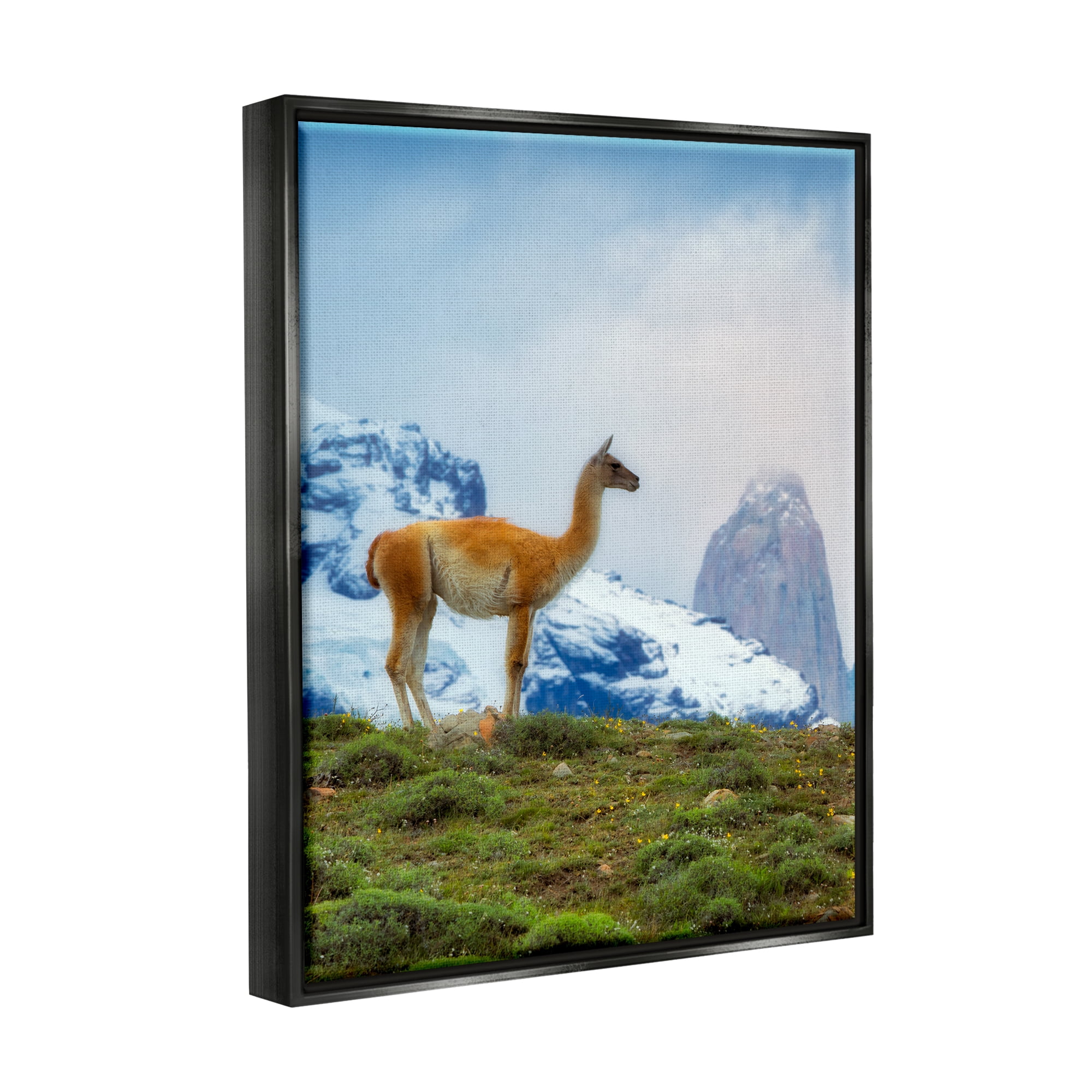 Stupell Industries Wild Llama Photography Animals & Insects Photography Black Floater Framed Art Print Wall Art, 25 x 31