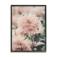 thumbnail image 2 of Stupell Industries Dainty Pink Flower Blossom Sprouts Closeup Petals Framed Wall Art, 11 x 14, Design by Amy Brinkman, 2 of 5
