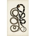 thumbnail image 2 of Vision Studio 16x24 White Modern Wood Framed Museum Art Print Titled - Antique Snakes II, 2 of 4