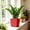 Red, variant on Square Self Watering Planter Pot For Succulents Indoor Plants And Flowers, Breathable Root Healthy Design With Drainage System For Home Office Desktop Patio Garden Decor