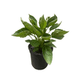 thumbnail image 2 of Black-Eyed Susan Goldsturm Rudbeckia - Live Plant - Gallon Pot, 2 of 4