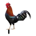 thumbnail image 2 of Gallo Animal Estatua Estacas Pollo Escultura Acrílico Realista Piso Decoración Jardín Estacas Adornos para granja Césped Patio al aire, 2 of 8