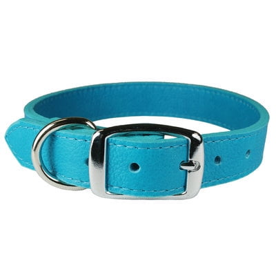 turquoise puppy collar