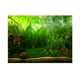 thumbnail image 2 of Póster de pecera agua hierba acuario póster de fondo adhesivo de PVC adhesivo de papel de terrario para el fondo del acuario Anggrek Otros, 2 of 8