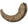 thumbnail image 6 of Icelandic+ Lamb Horn - Large - 7" Dog Chew, Long-Lasting Crunchy Treat, Medium & Large Dogs, Keratin, All-Natural, Pet Snack, Edible & Digestible, 6 of 8