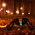 thumbnail image 4 of Mikilon Halloween Decorations, Halloween Simulation Skull Big Spider 75cm Soft Spider Ornament, cloth, Green, 4 of 8