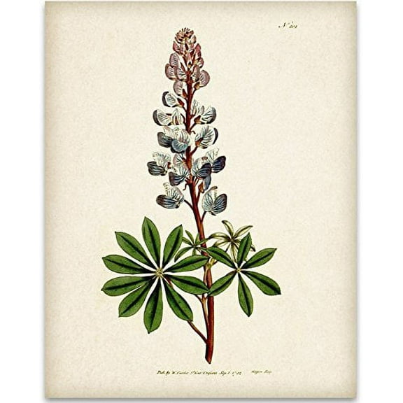 Texas Bluebonnet Art Print - 11x14 Unframed Art Print - Great Wall Decor for Bathrooms and Bedrooms