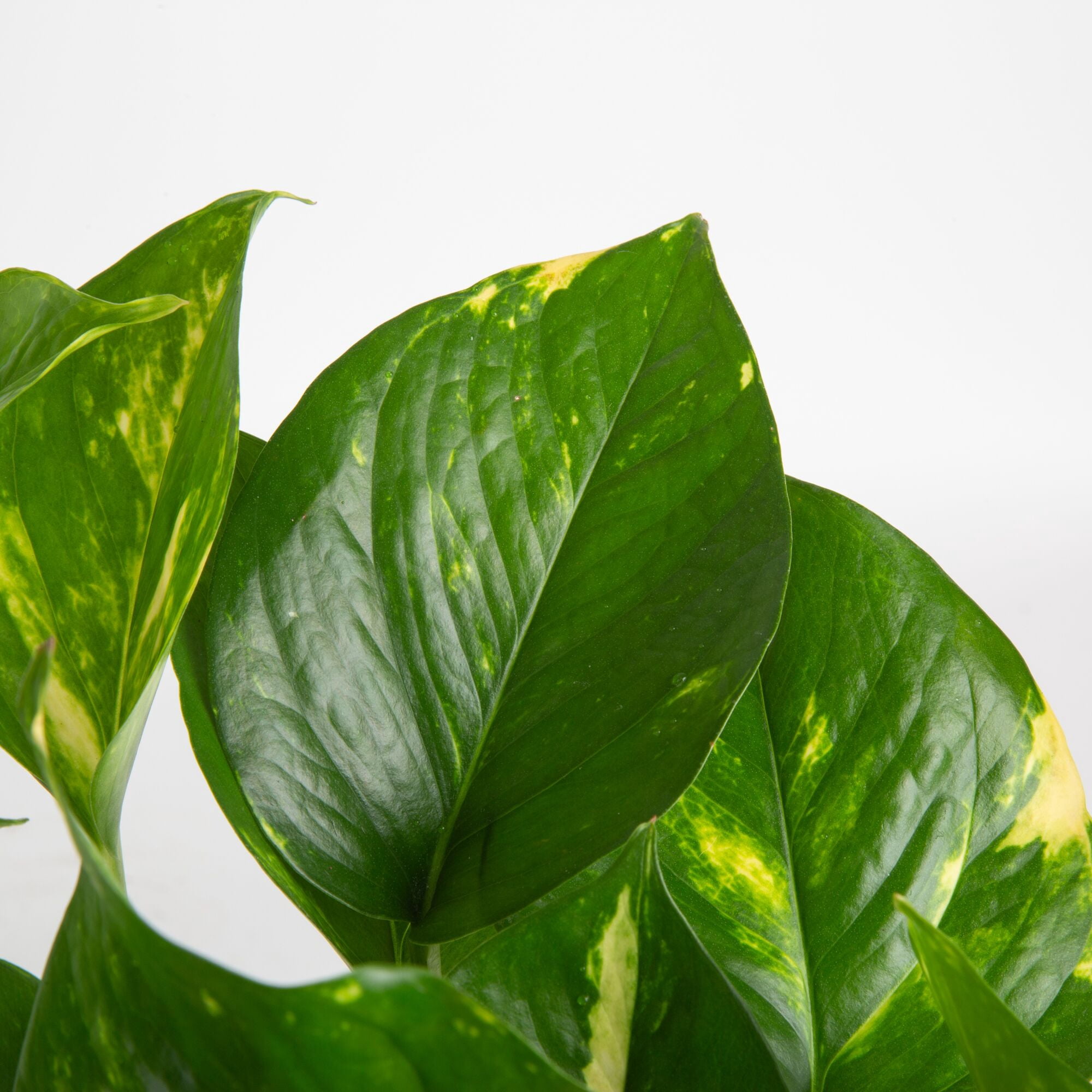 Costa Farms Plants with Benefits Live Indoor Plant 10in Tall Golden Pothos in 6in Grower Pot