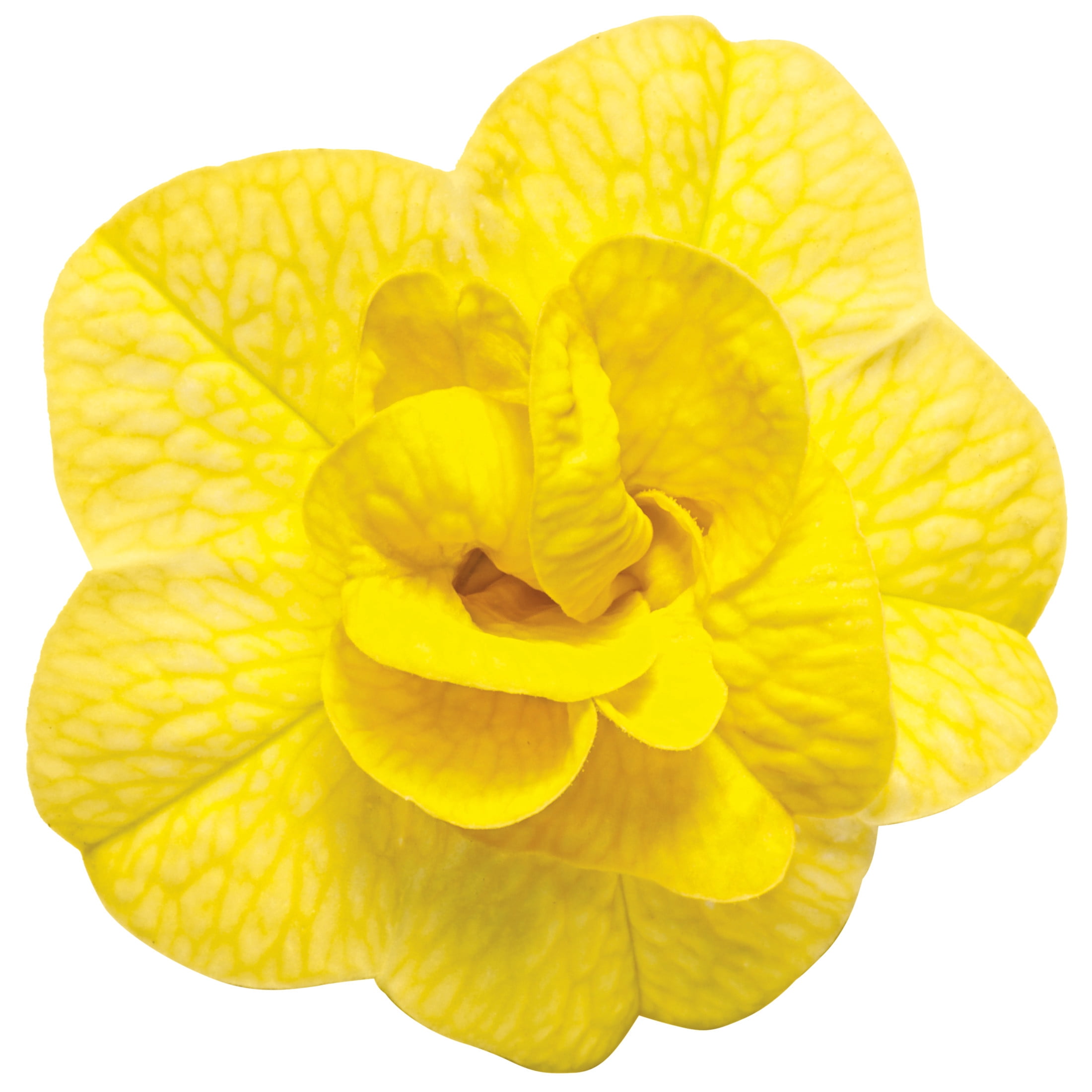 Proven Winners 4" Superbells Double Yellow Calibrachoa Live Plant in 4.25" Pot (4 Count)