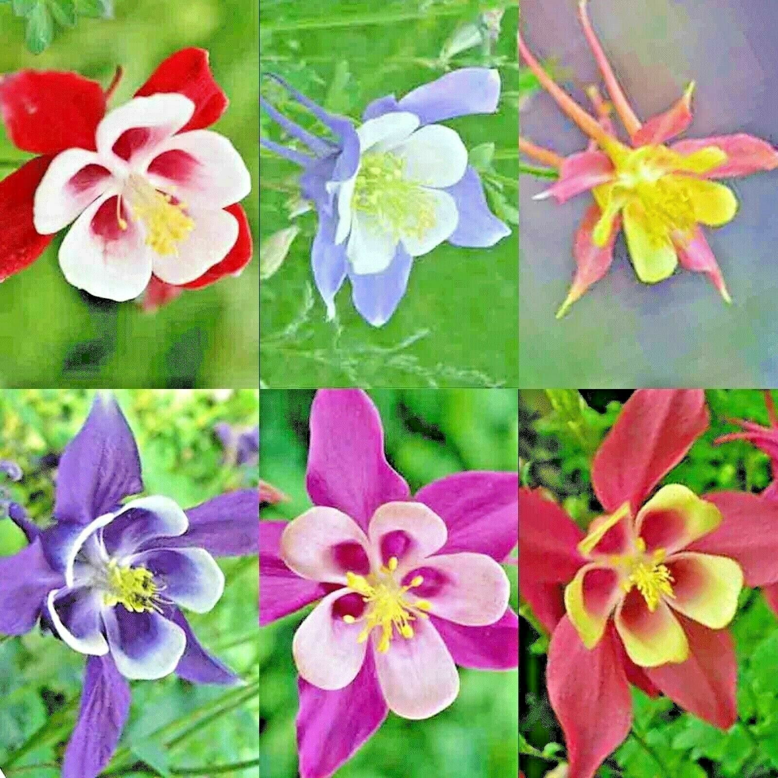Columbine Flower seeds fresh from our gardens Mixed colors several hundred! 