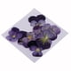 thumbnail image 5 of 22 Piezas de Flores Secas Prensadas para Tarjetas de Manualidades con Bricolaje, 5 of 9