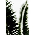 thumbnail image 2 of Mossholder, Tim 13x18 White Modern Wood Framed Museum Art Print Titled - Palm Branches, 2 of 4