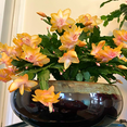 thumbnail image 4 of Yellow Christmas Cactus Live Plant, Christmas Cactus Plant, Yellow Flower Tree in 3 inch Pot for Indoor Houseplant, 4 of 6