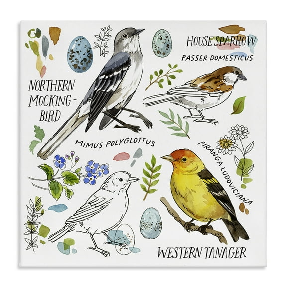 Stupell Industries Local Bird Diagram Animals Painting Wrapped Canvas Art Print Wall Art, 17 x 17