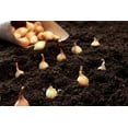 thumbnail image 2 of Globe Onion Sets for Planting - Easy to Grow Vegetables (100 Onion Sets), 2 of 3