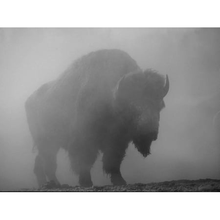 Bison, Bull Silhouetted in Dawn Mist, Yellowstone National Park, USA Print Wall Art By Pete