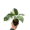 thumbnail image 3 of Philodendron 'White Princess' in 6" pot | Live Plant for Indoor | 12 - 22 inch Tall, 3 of 6