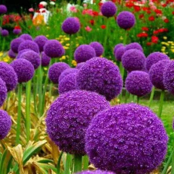 Allium, Low Maintenance - Easy Grow - Ideal for Beds Borders, Plant Pots & Planters