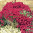 thumbnail image 2 of Outsidepride 2000 Aubrieta Hybrida Superbissima Cascade Red Plant Seeds, Easy to Grow, 2 of 8