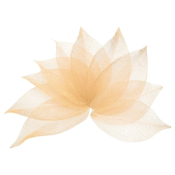 100 Pcs Light Orange Skeleton Leaves, 2"- 3" Rubber Tree Scrapbooking Dried Pressed Leaves Vein for Photo Albums Crafts