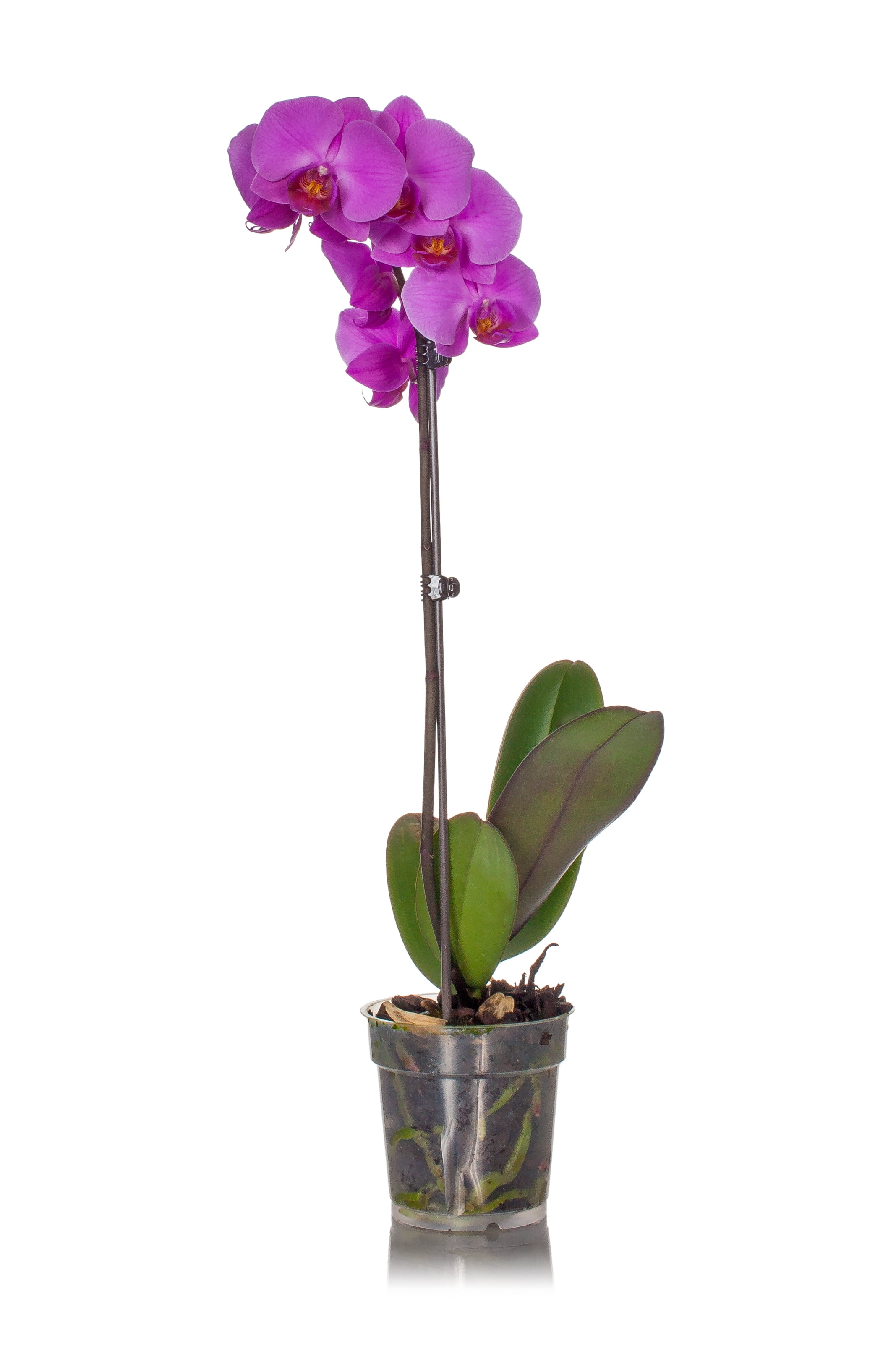 Easy Care Classic Orchid
