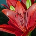 thumbnail image 2 of GSDWIUEW Lily Bulbs-2 or 4 Bulbs per Package Cold-Resistant Perennial Bulbs for Gardens, Easy-Grow. (Red,2), 2 of 4
