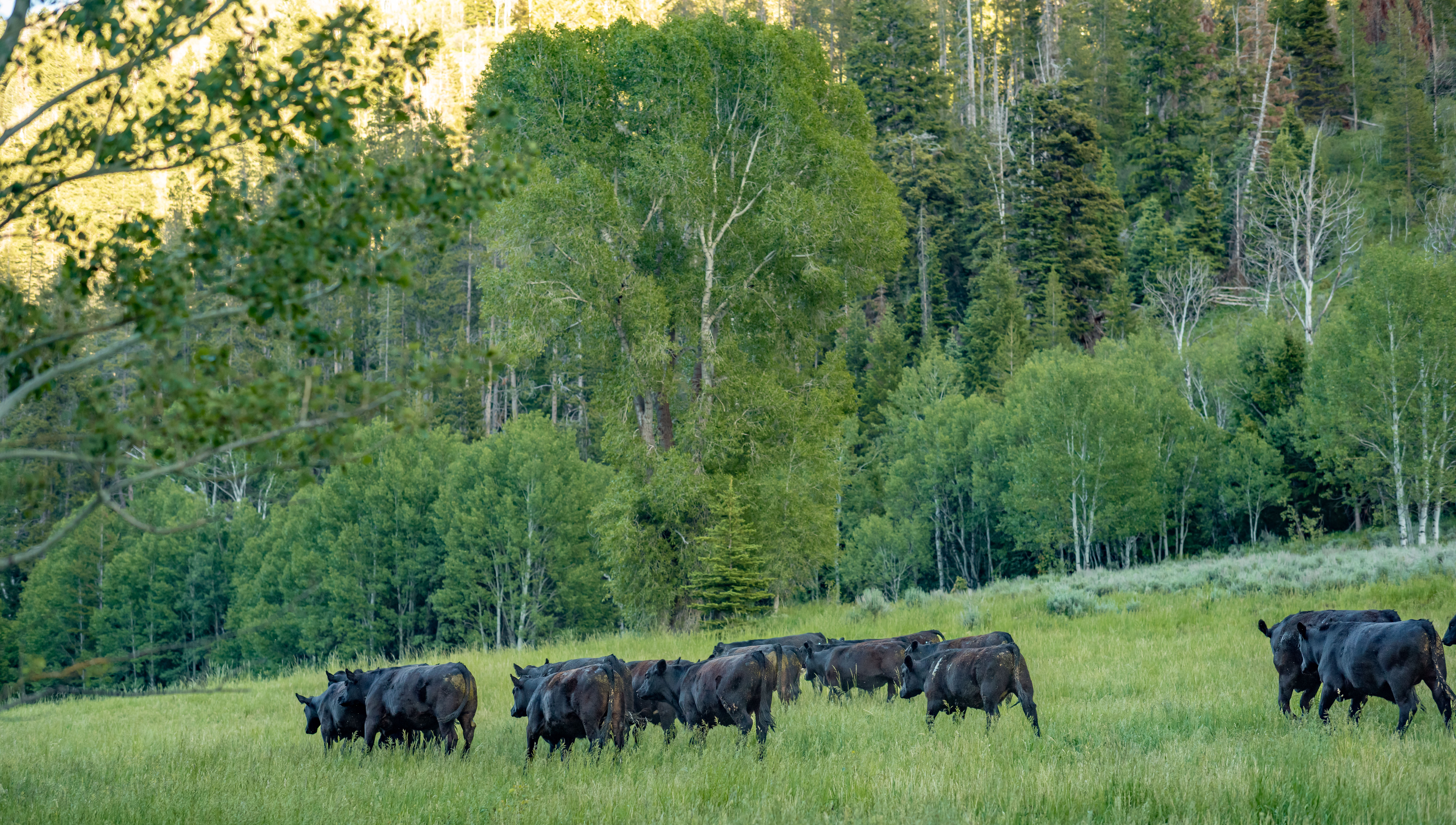 100% Grass-Fed Beef Organ Blend For Dogs