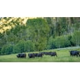 thumbnail image 7 of 100% Grass-Fed Beef Organ Blend For Dogs, 7 of 7
