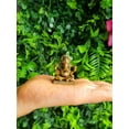 thumbnail image 2 of AVOKA 100% Pure Brass Dagdu Sheth | Handmade Decorative Figurine for Home Temple, Office, Puja, Diwali & Gifts | Spiritual Brass Statue - 3.7 cm, 2 of 2