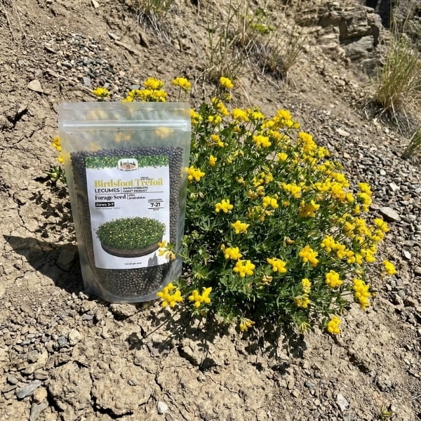 Old Cobblers Farm™ Wicked Tuff Turf Birdsfoot Trefoil (Legumes) (5 lbs | 10 lbs | 15 lbs | 20 lbs)(5lbs)