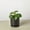 4_PILEA_CH.MONEY_PP.BLK.CYL, variant on Pilea Peperomioides (Friendship Chinese Money Plant) - Live Air-Purifying Indoor Plant in Nursery Pot – Easy Care, Low Maintenance Houseplant for Home & Office Decor, Natural Air Cleaner, Best for