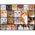 thumbnail image 1 of Lafayette Puzzle Collage de Chats d'Usine, un Casse-Tête de 1000 Pcs, 1 of 2