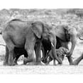thumbnail image 2 of Farnsworth, Sarah 18x15 Black Ornate Wood Framed with Double Matting Museum Art Print Titled - Elephant Family, 2 of 4