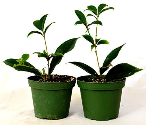 9GreenBox - Sweet Olive Tree Osmanthus - 2 Pack of 4' Pot