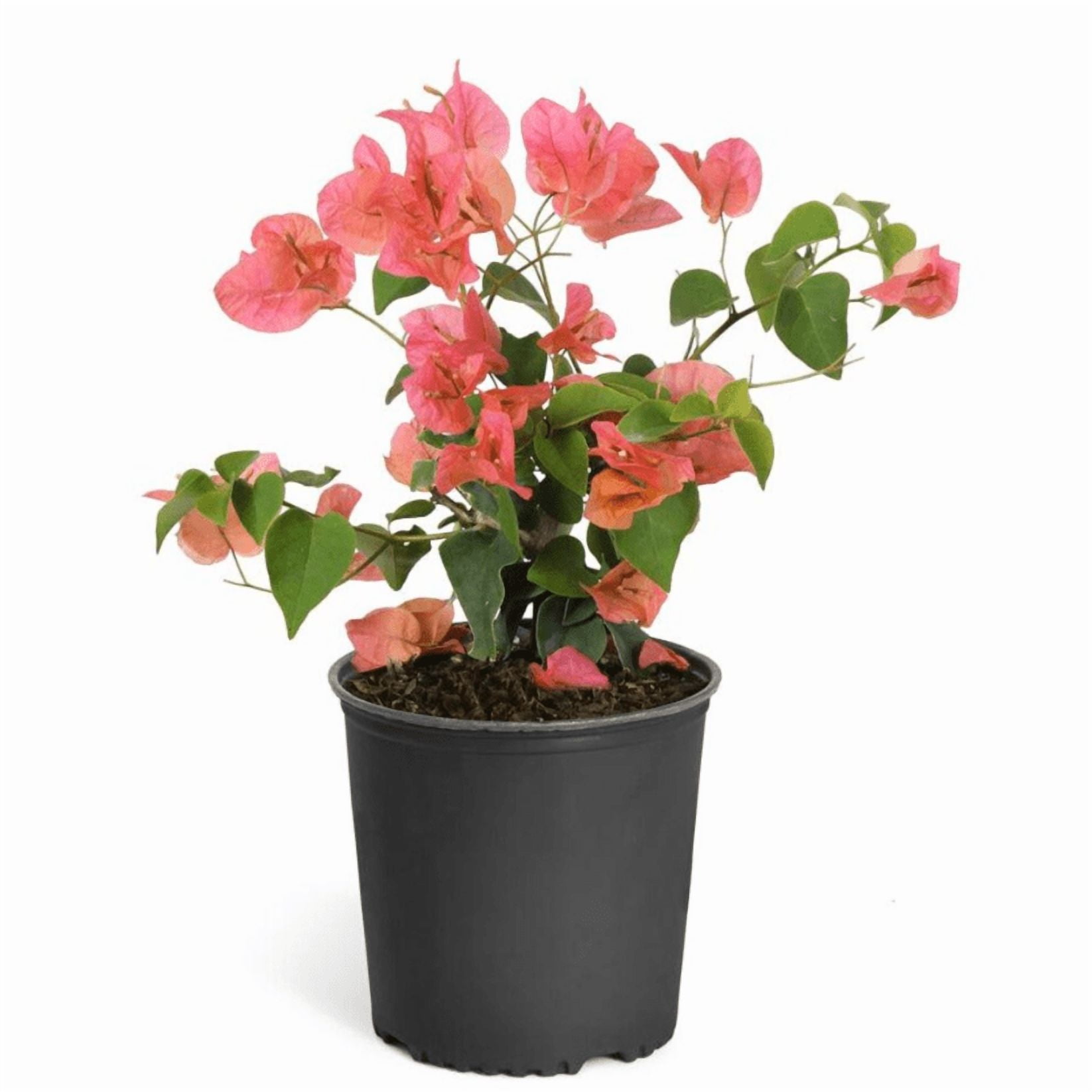 Set 2 Sundown Orange Bougainvillea Live Starter Plants for Planting, Orange Bougainvillea Flower Plants, Rare Multi-Colored Blooms, 4 to 6 Inch Tall, Ship No Pot