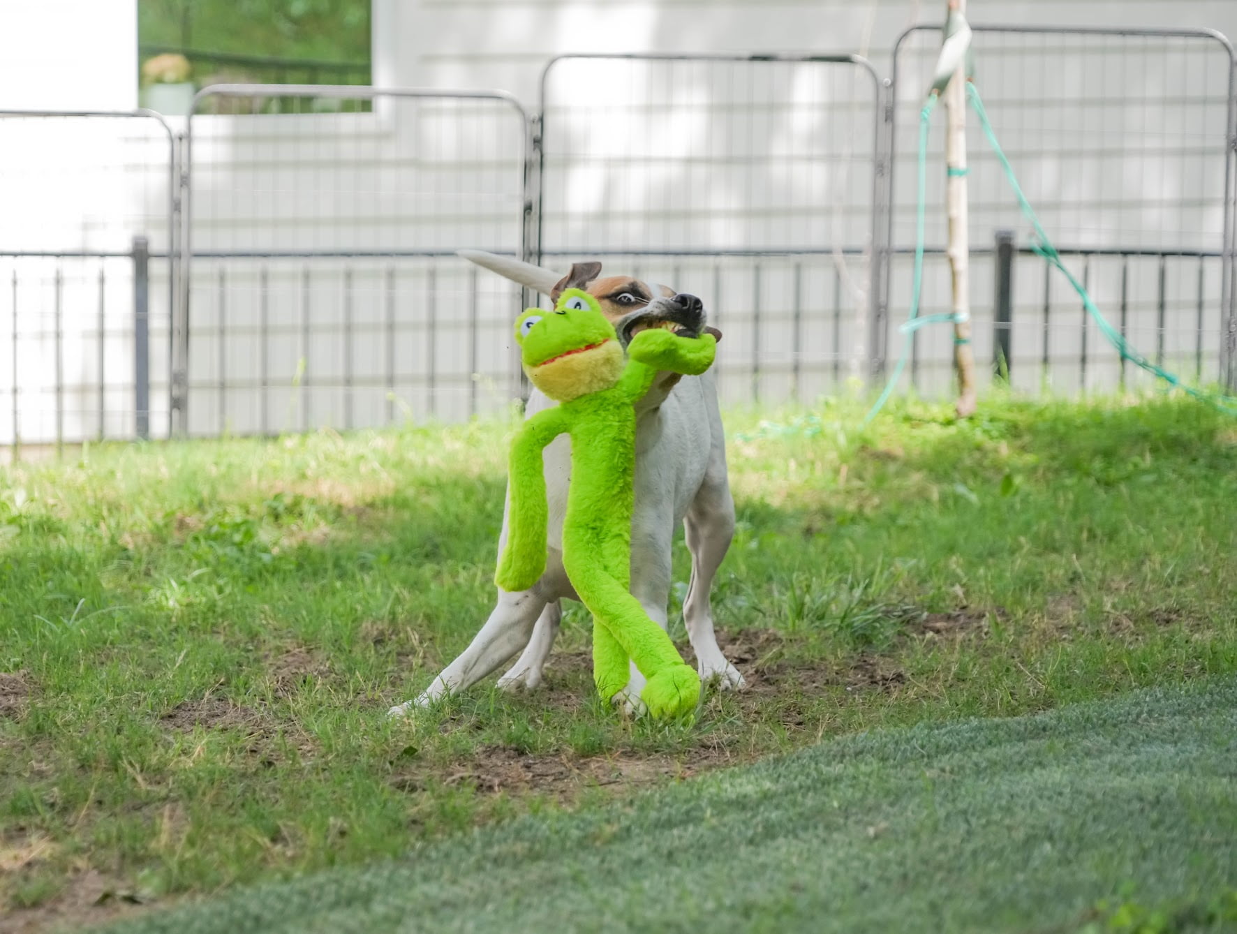 Multipet Swingin' Slevin Frog, Plush Dog Toy, Green, 5 Squeakers, 21 inches