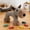 Multicolor, variant on Bite Resistant Dog Toy Plush Animal with Squeakers, for Chew Teething and Boredom Relief, Cute Soft Puppy Toy, Cute Dog Toy, for Aggressive Chewers, Interactive Toys