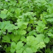 Santo Cilantro | Two Live Herb Plants | Non-GMO, Slow to Bolt
