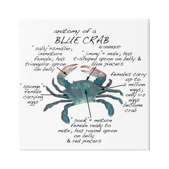 Stupell Industries Crab Anatomy Facts Educational Sea Life Diagram Graphic Art Gallery Wrapped Canvas Print Wall Art, Design by Dishique