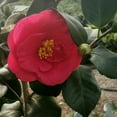 thumbnail image 2 of Greensboro Red Camellia – 3 Gallon Potted Plant, Deep Red Winter Blooms, Evergreen Flowering Shrub, 2 of 6