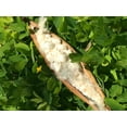 thumbnail image 2 of White Lotus Home Wholesale Natural Kapok Fill for Pillows, Crafts, Cushions (25 lb), 2 of 3