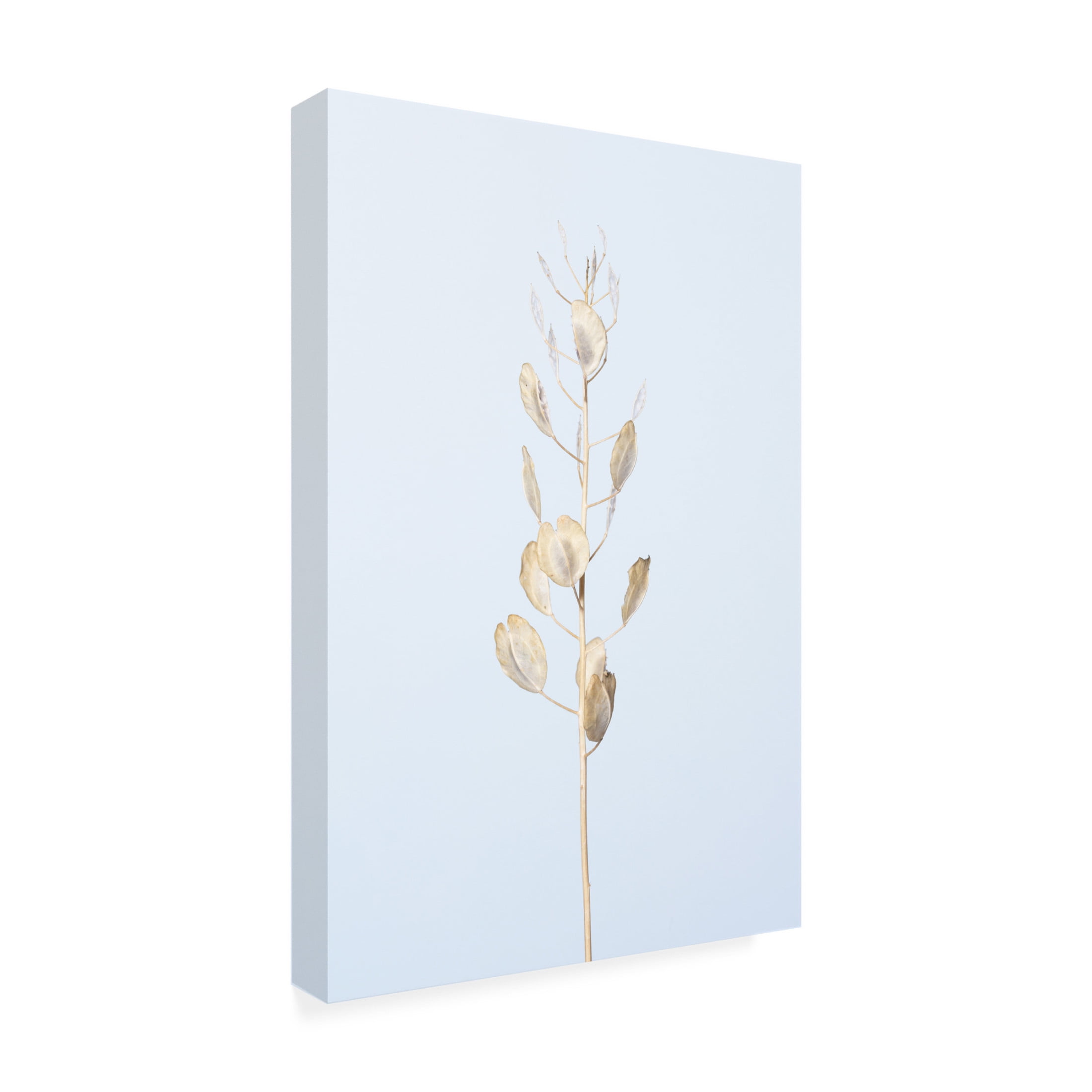 Trademark Fine Art Pictufy Studio Solitary Dried Plant Light Blue Canvas Wall Art