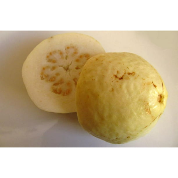 Peruvian White Guava Plant Psidium Guajava 6 Pot Walmart Com Walmart Com