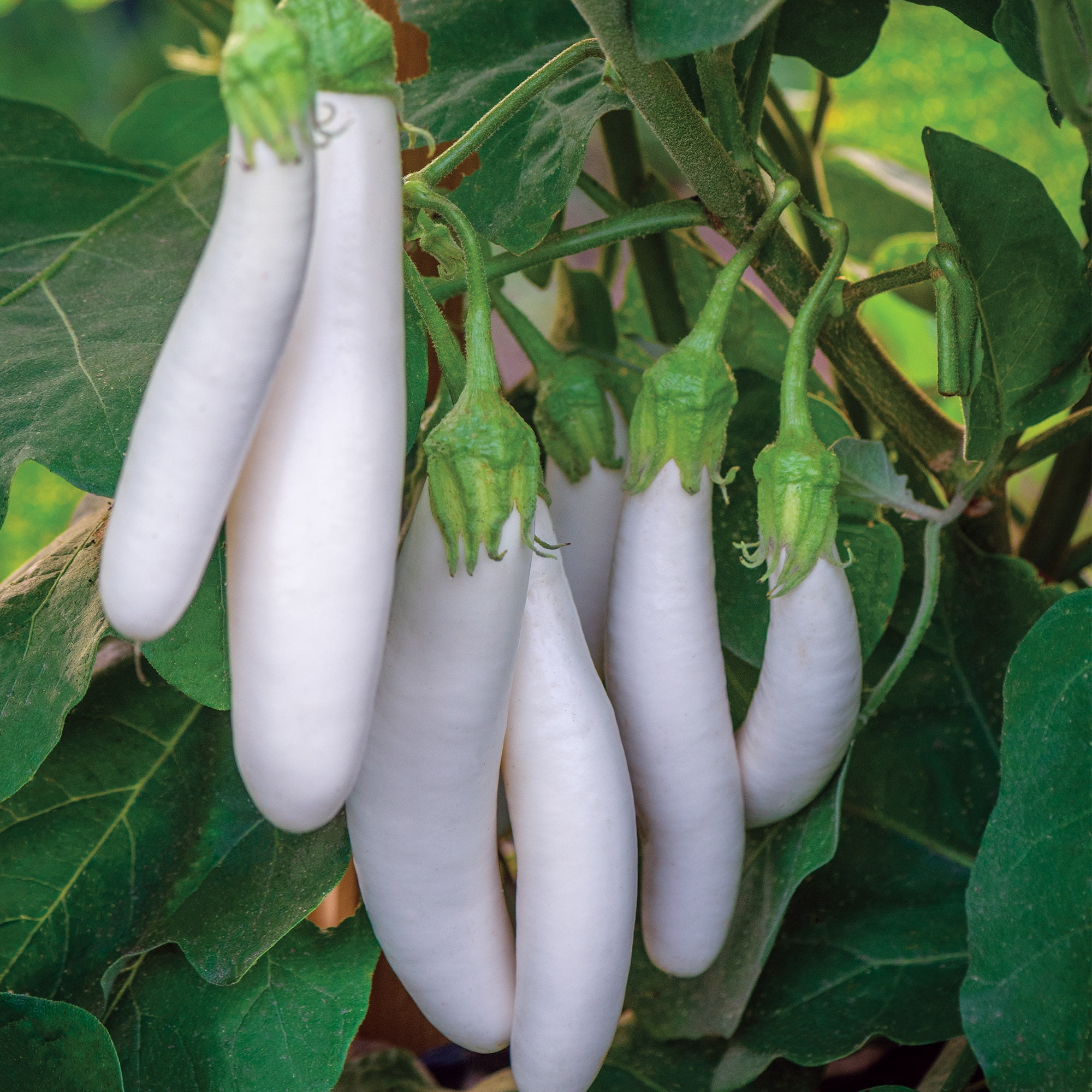 Burpee White Knight Hybrid Eggplant Vegetable Seed, 1-Pack