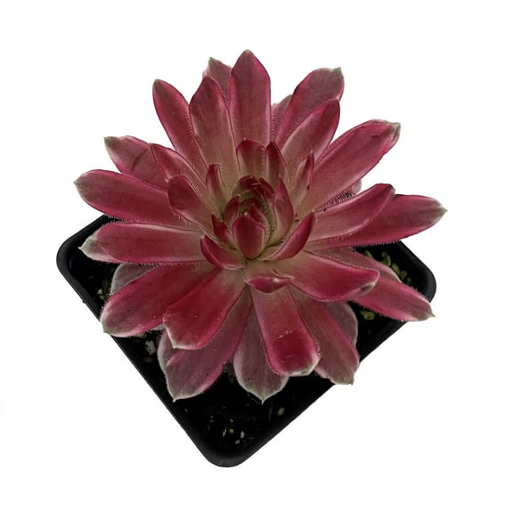 Chick Charms® Lotus Blossom - Sempervivum - 2.5" Pot