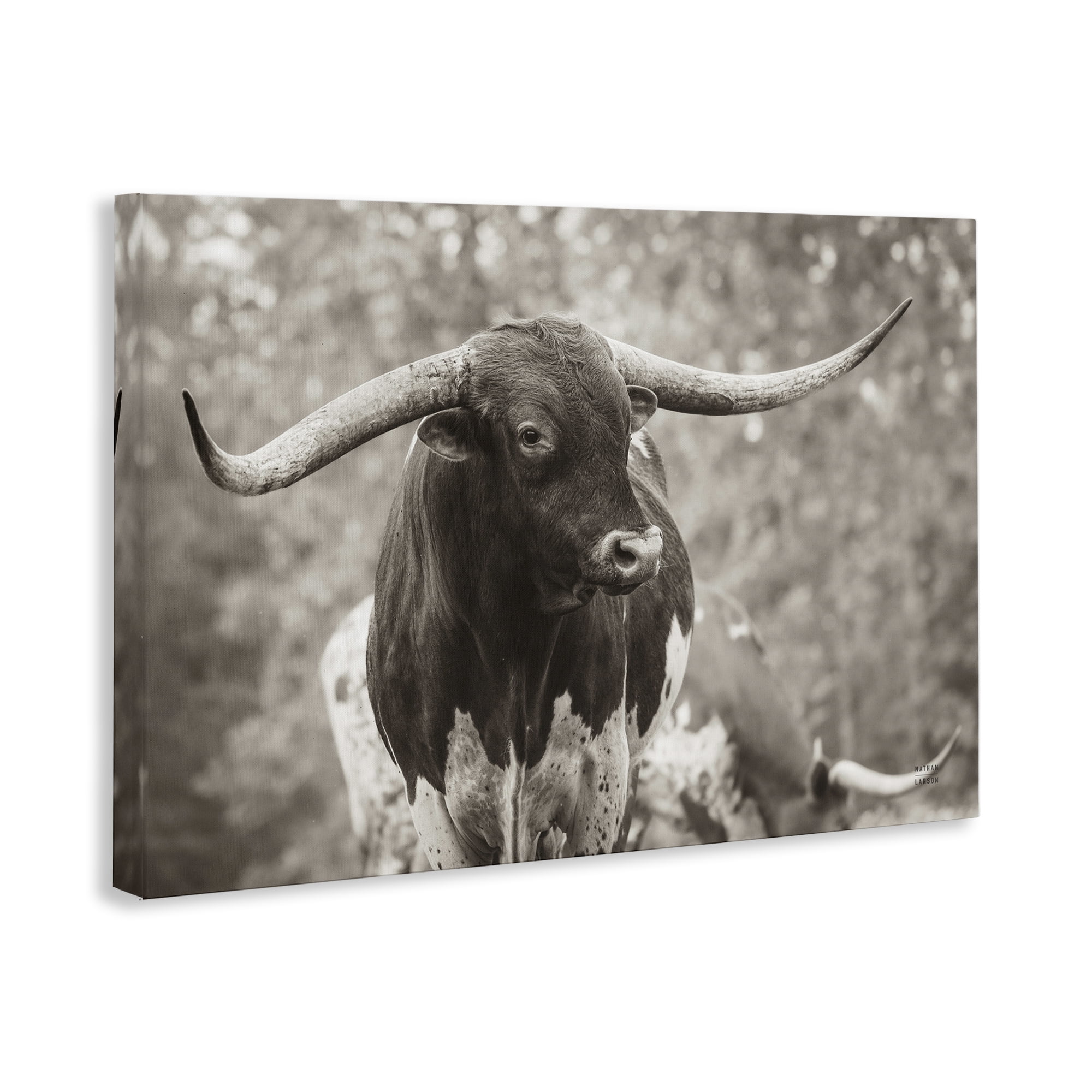 Stupell Industries Longhorn's Gaze Photography Animals Photography Wrapped Canvas Art Print Wall Art, 30 x 20