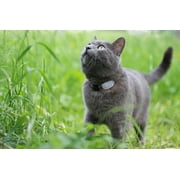 Tabcat v2 Pet Cat/Kitten Tracker – New Longer Range & Smaller Tags, More Accurate than GPS